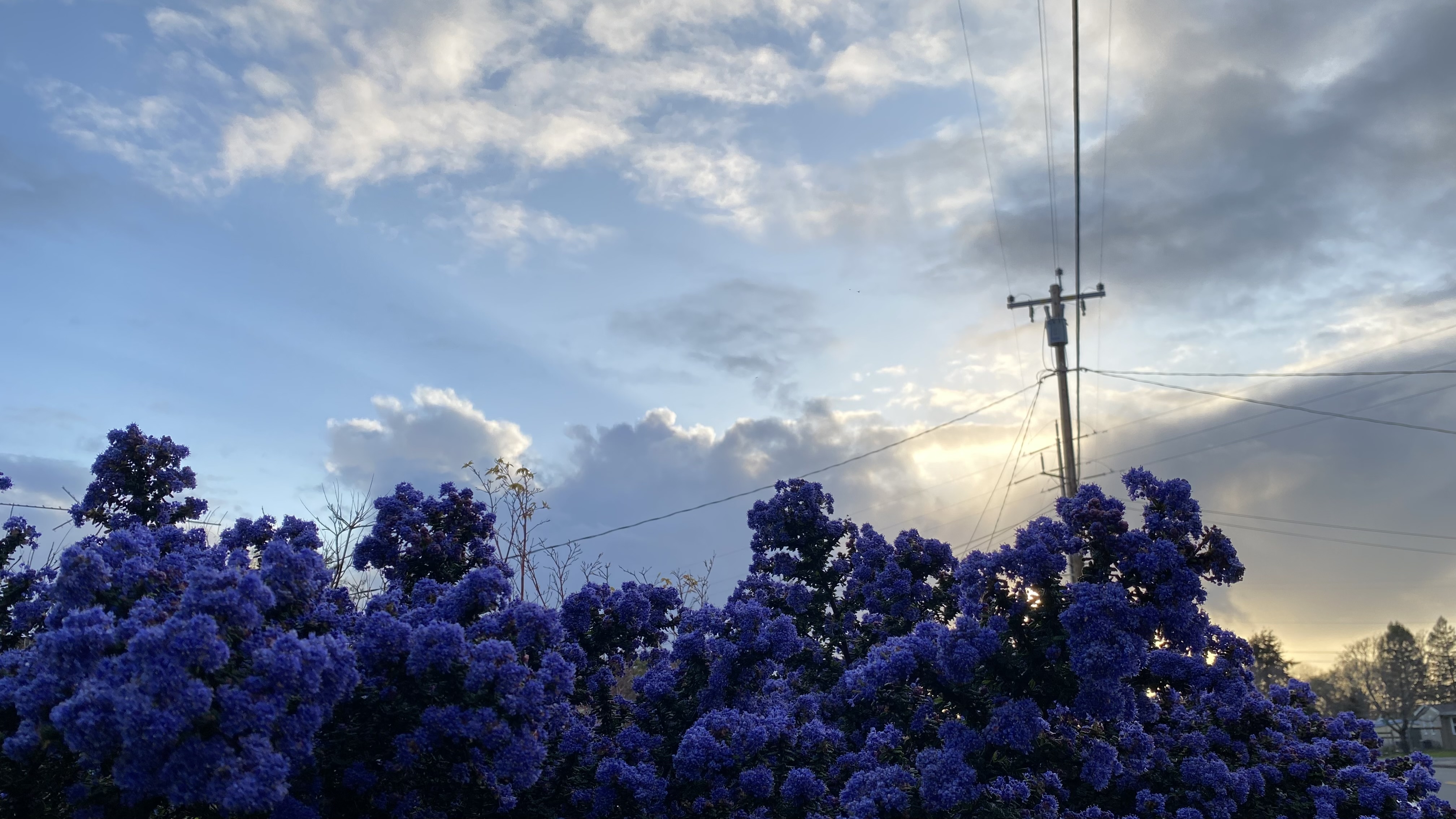 Purple flowers in the foreground, with rays of sunlight in the background.